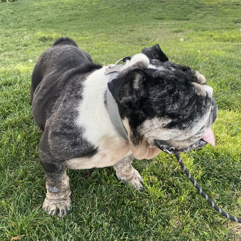Penelope, Adoptable, Senior Female English Bulldog.