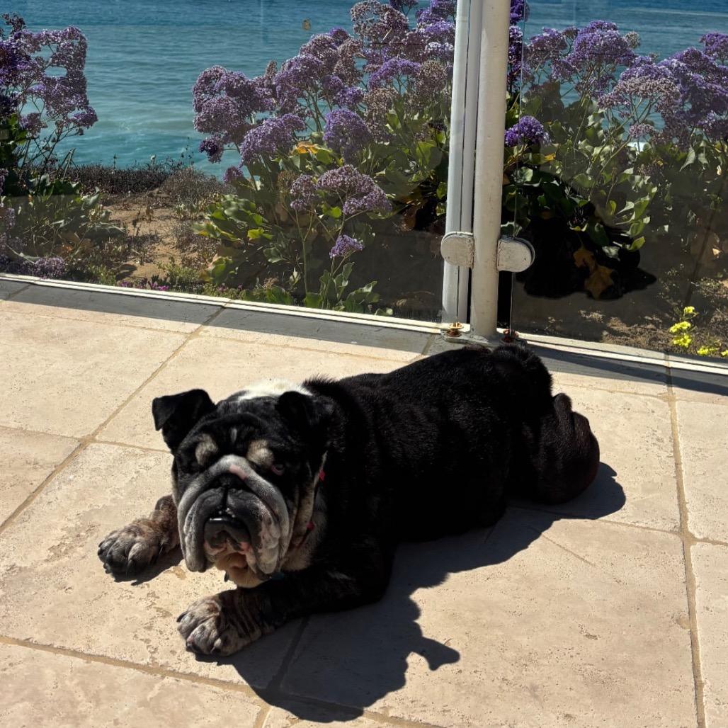 Penelope, Adoptable, Senior Female English Bulldog.