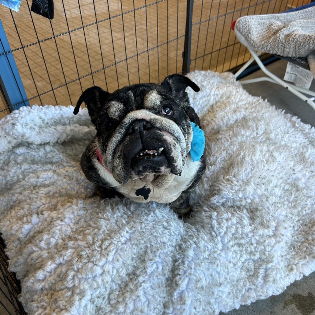 Enlarge Penelope, a Adoptable English Bulldog in Escondido, CA image 2/5