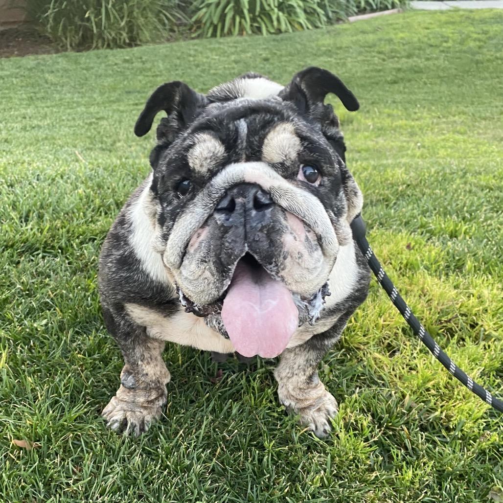 Enlarge Penelope, a Adoptable English Bulldog in Escondido, CA image 3/5