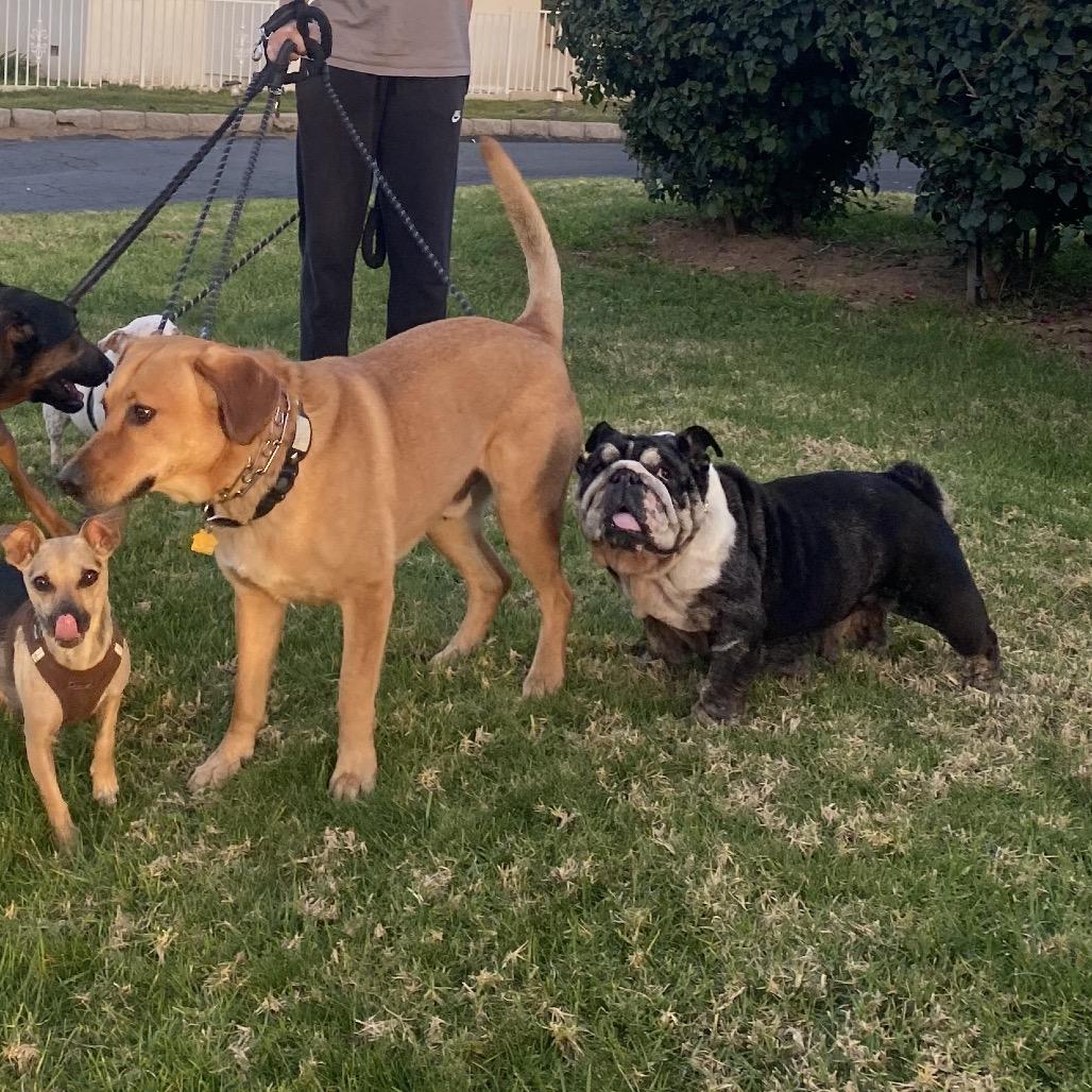 Enlarge Penelope, a Adoptable English Bulldog in Escondido, CA image 4/5