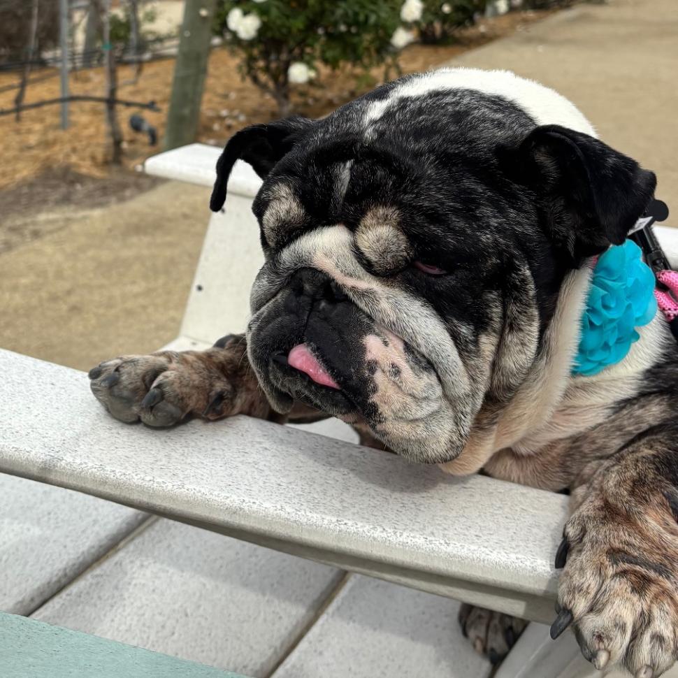 Enlarge Penelope, a Adoptable English Bulldog in Escondido, CA image 5/5