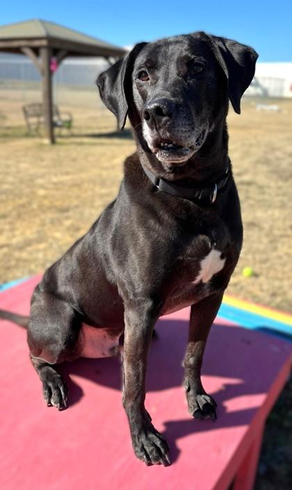 Cash, Adoptable, Adult Male Labrador Retriever & Mixed Breed.