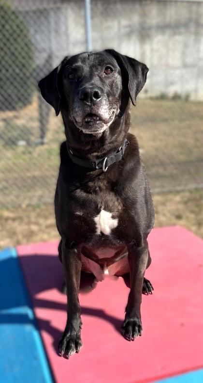 Enlarge Cash, a Adoptable mixed breed in Columbia, SC image 2/3
