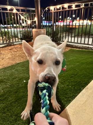 Milo, Adoptable, Adult Male Husky & Mixed Breed.