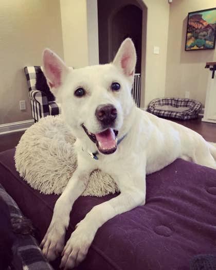 Enlarge Milo, a Adoptable mixed breed in Fort Worth, TX image 3/3