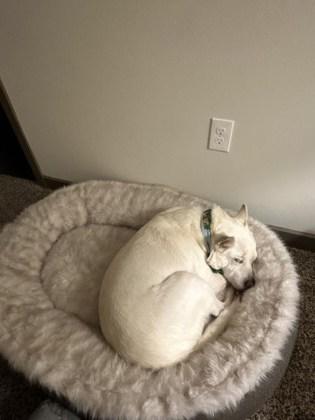 Enlarge Milo, a Adoptable mixed breed in Fort Worth, TX image 3/3