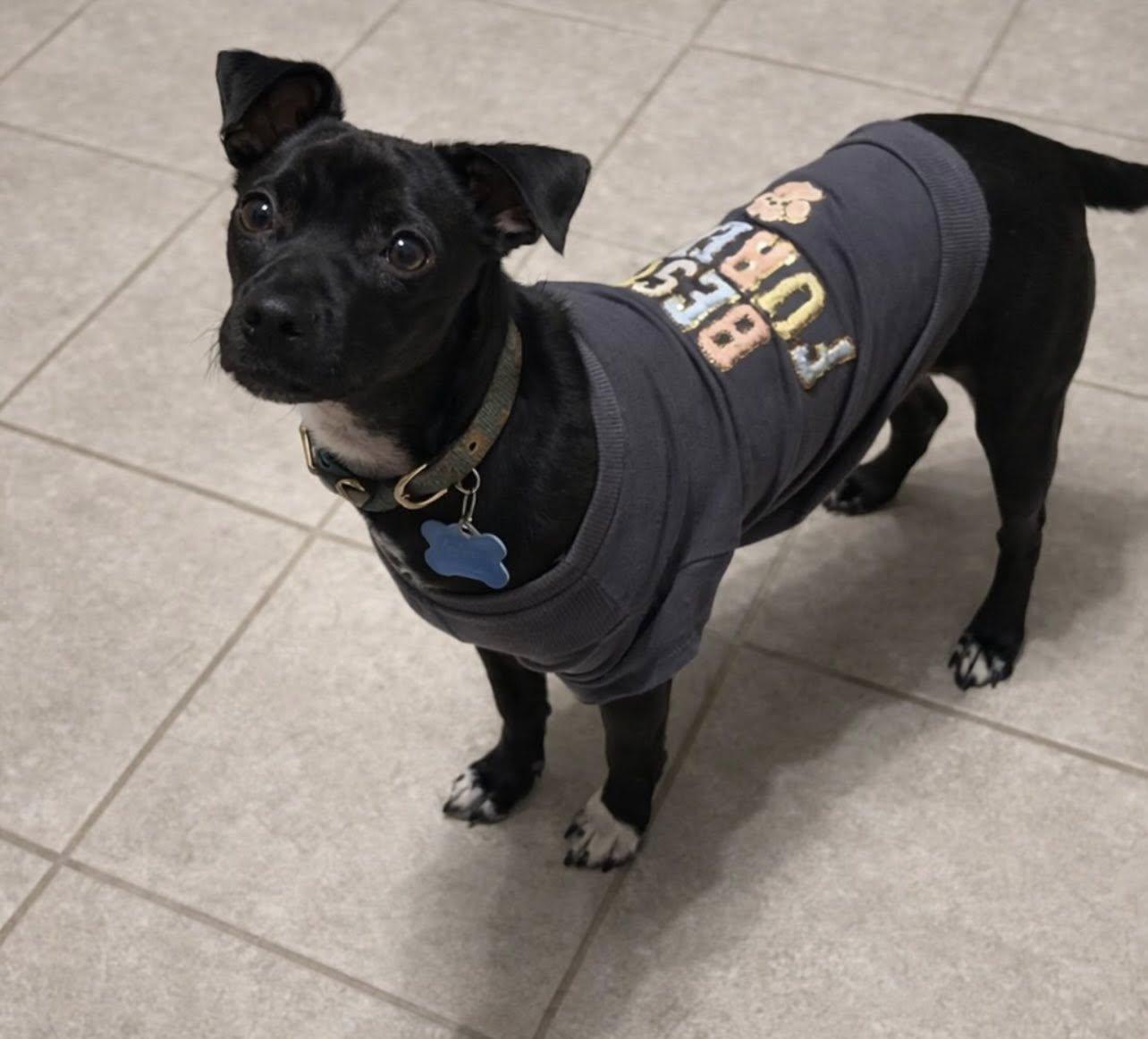 Enlarge Ziggy, an adopted mixed breed in Brunswick, ME image 2/3