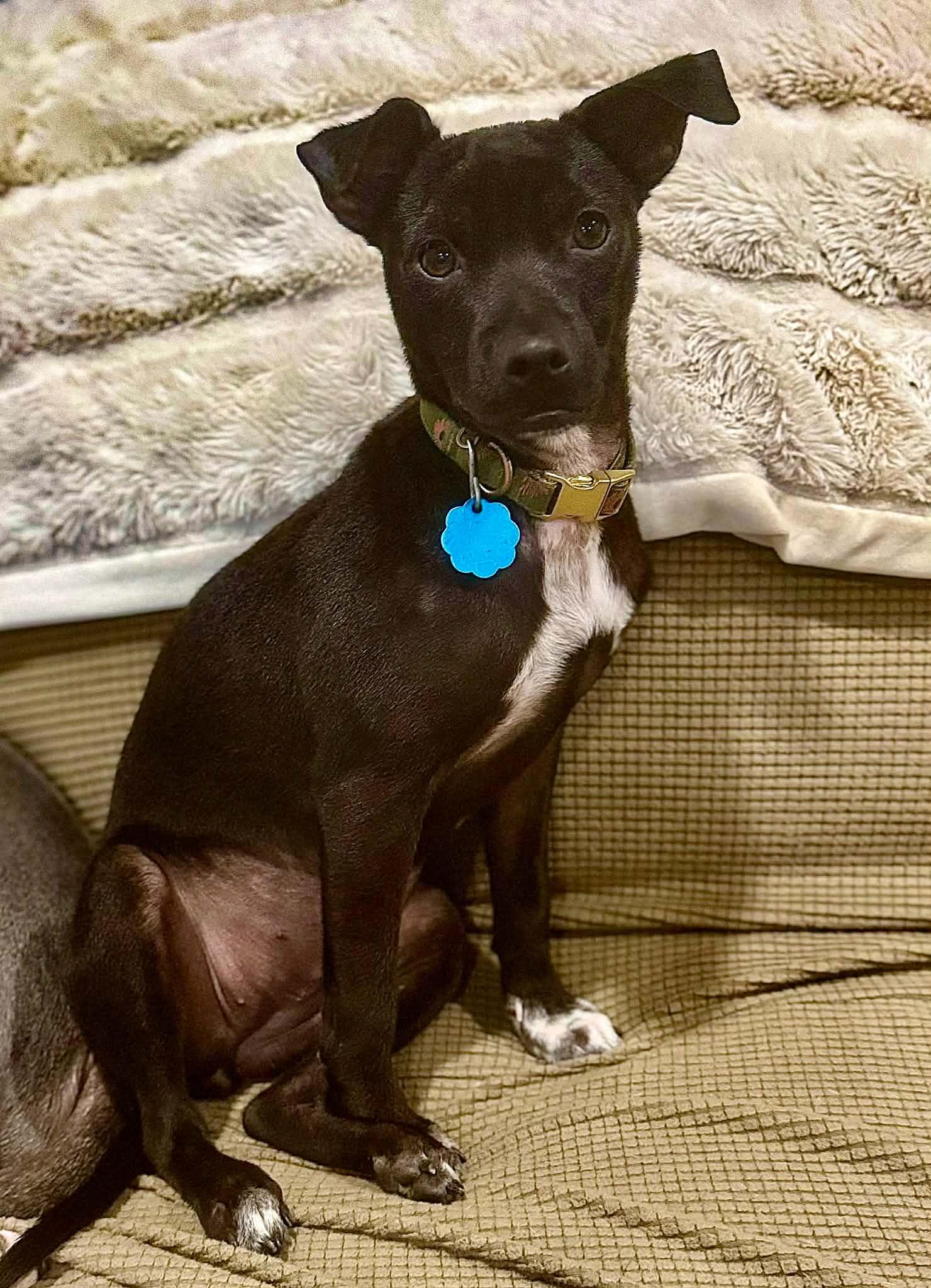 Enlarge Ziggy, a Adoptable mixed breed in Brunswick, ME image 1/1