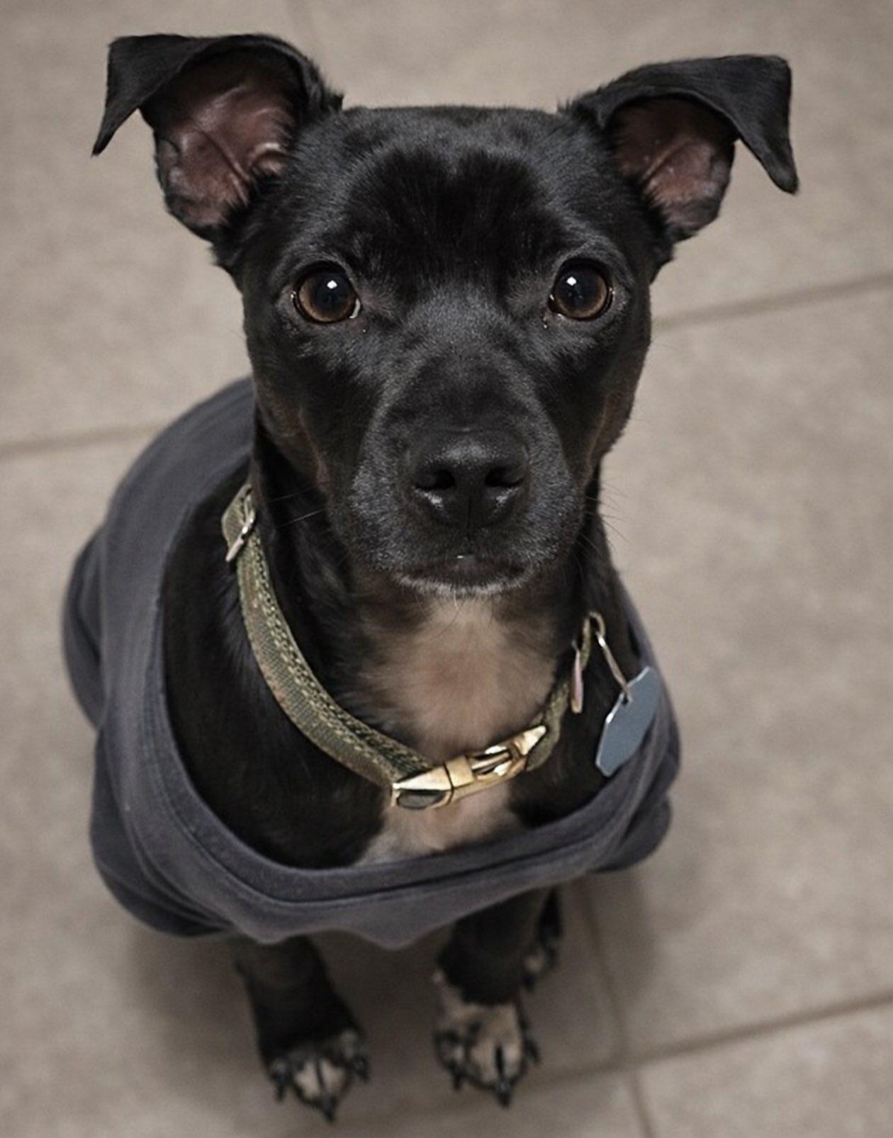 Ziggy, Adoptable, Young Female Terrier.