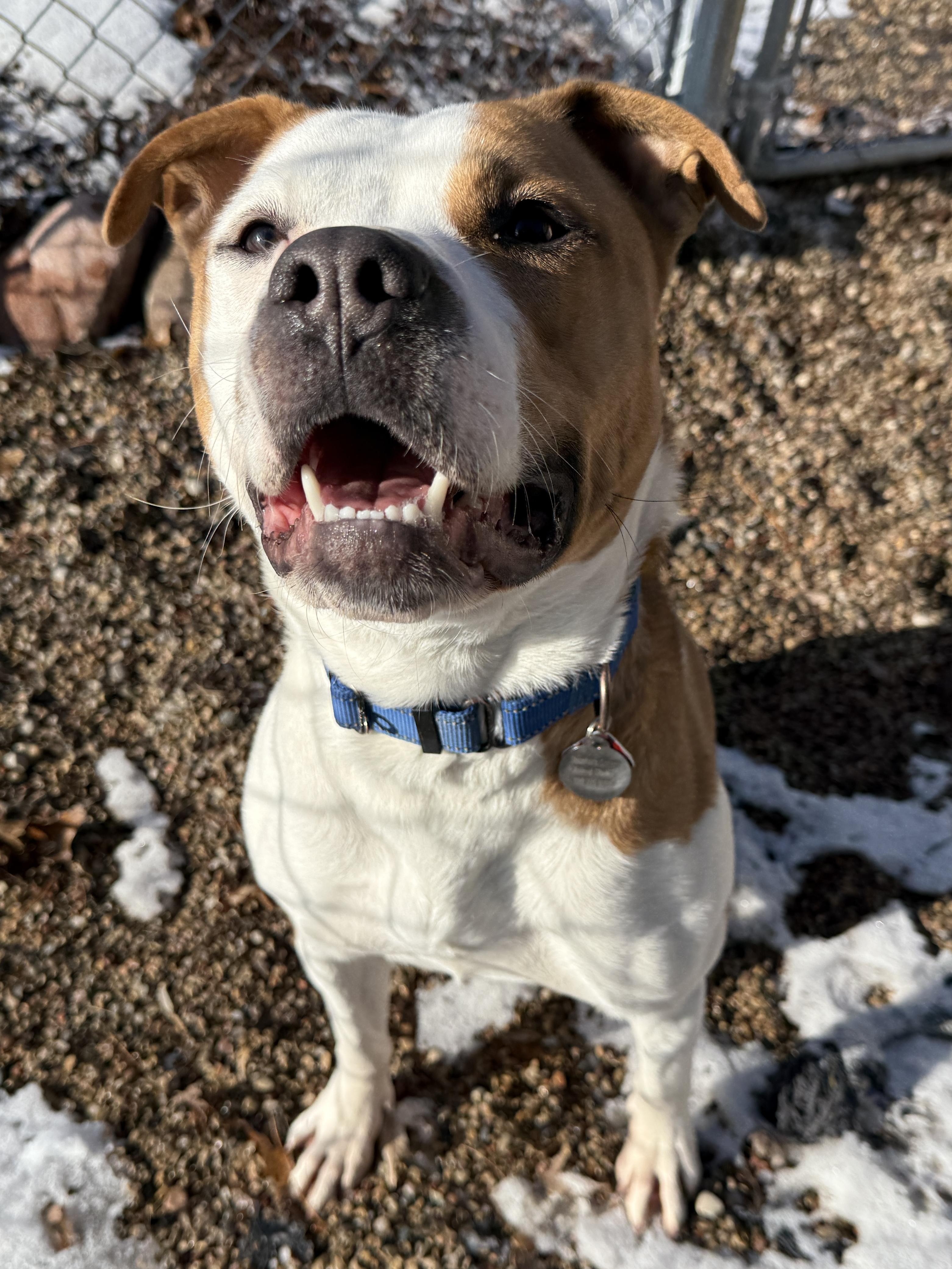 Zorro, ADOPTABLE, Adult Female American Bulldog.