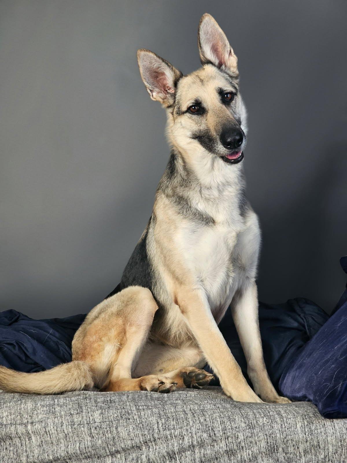 Zoe, an adopted German Shepherd Dog in Oswego, IL image 1/5