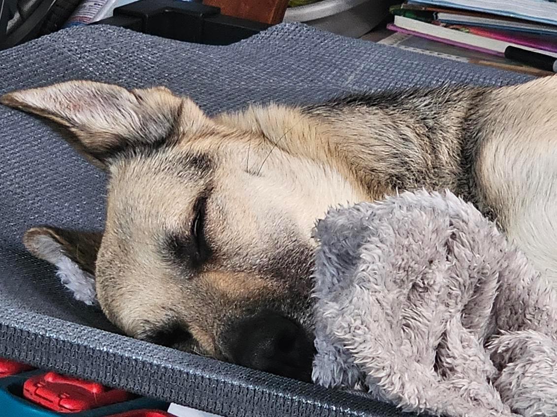 Zoe, an adopted German Shepherd Dog in Oswego, IL image 5/5