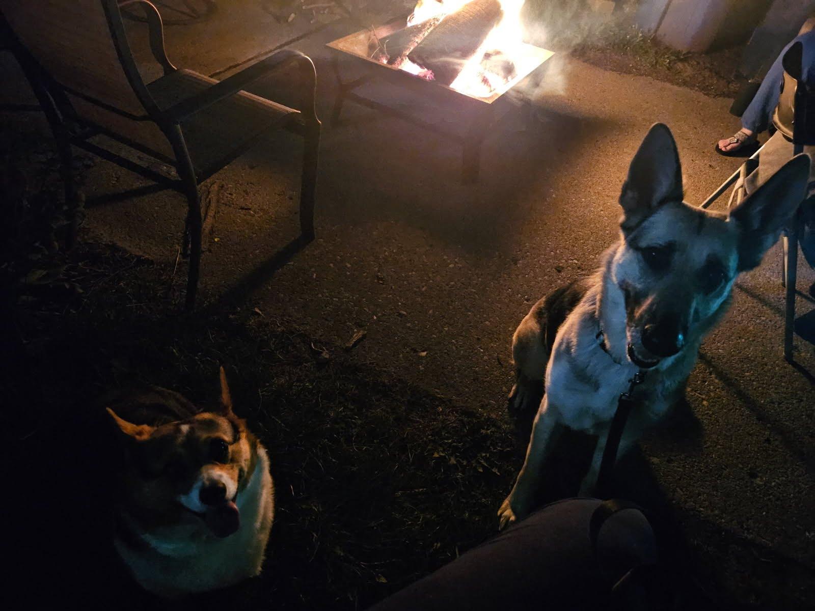Zoe, an adopted German Shepherd Dog in Oswego, IL image 4/5