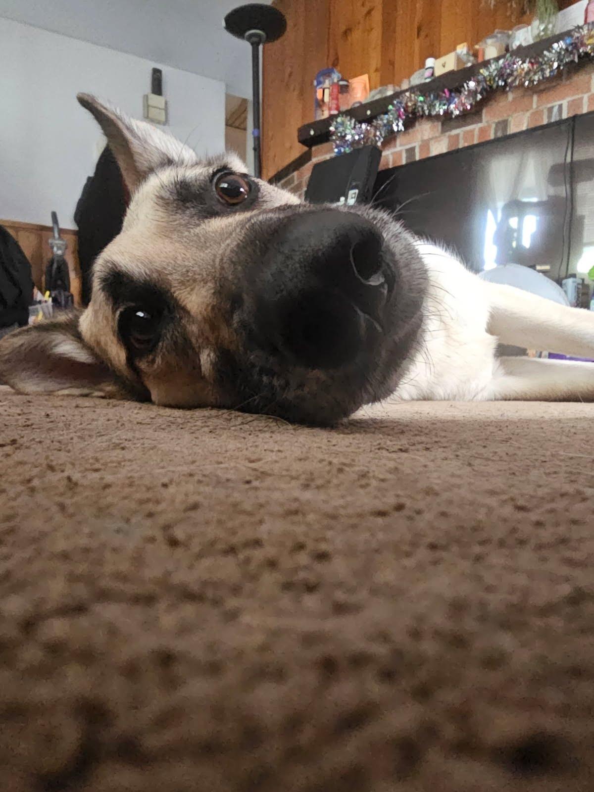 Zoe, an adopted German Shepherd Dog in Oswego, IL image 3/5