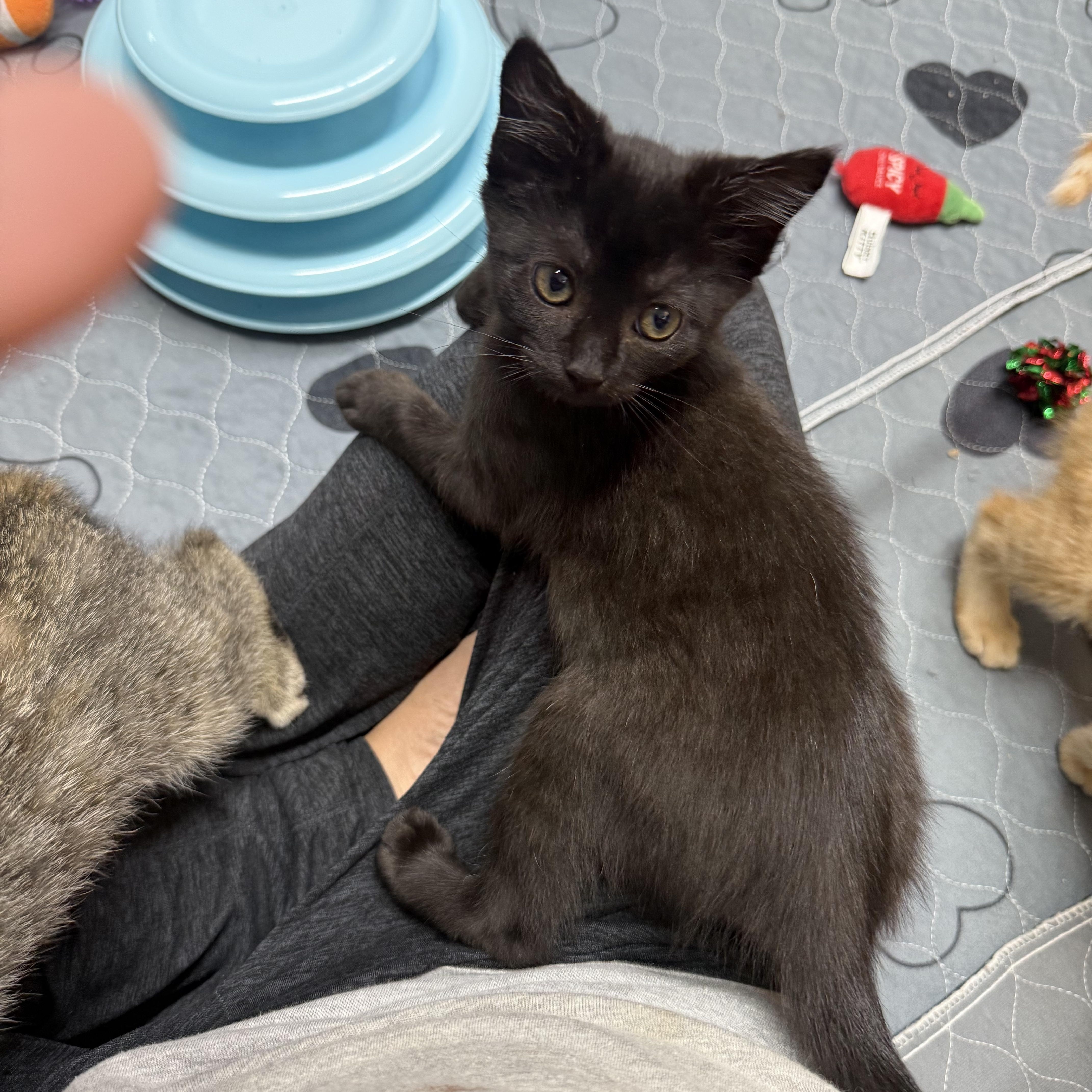 Triscuit, Adoptable, Kitten Female American Shorthair.