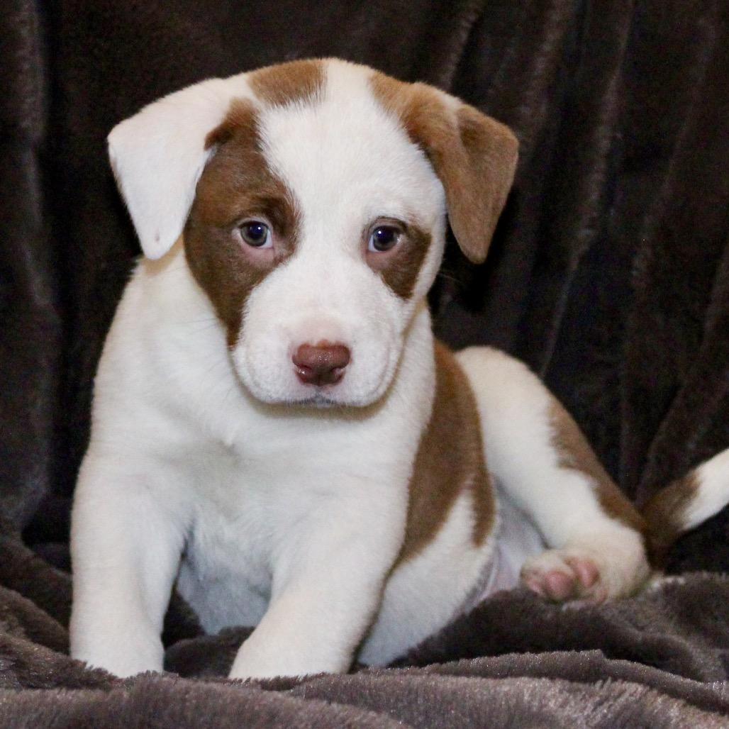 Pepper, Adoptable, Puppy Female Hound & American Staffordshire Terrier.