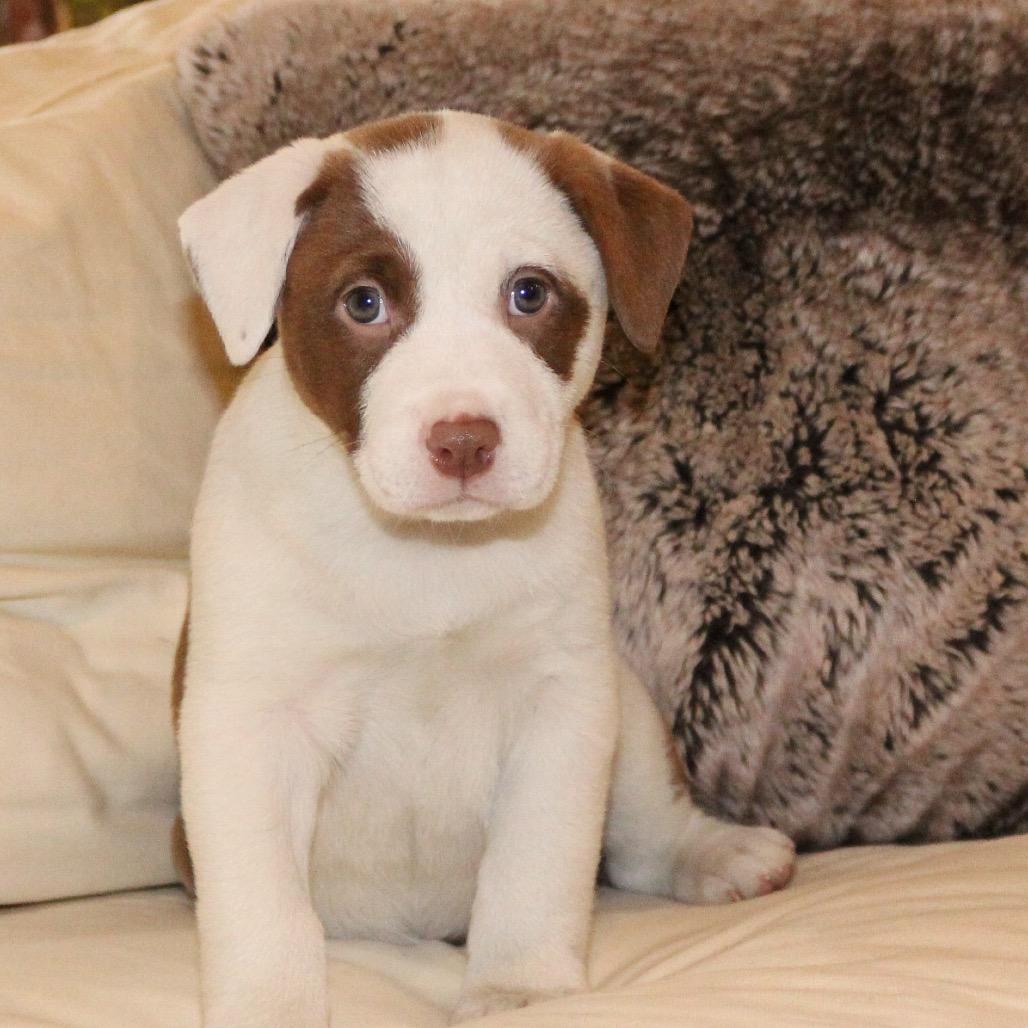 Enlarge Pepper, a Adoptable mixed breed in La Grange, KY image 2/6