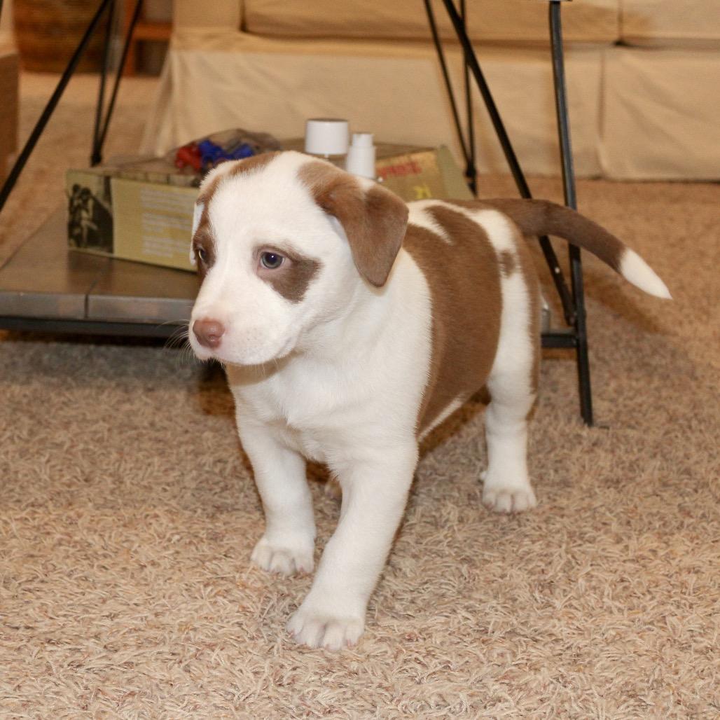 Enlarge Pepper, a Adoptable mixed breed in La Grange, KY image 3/6
