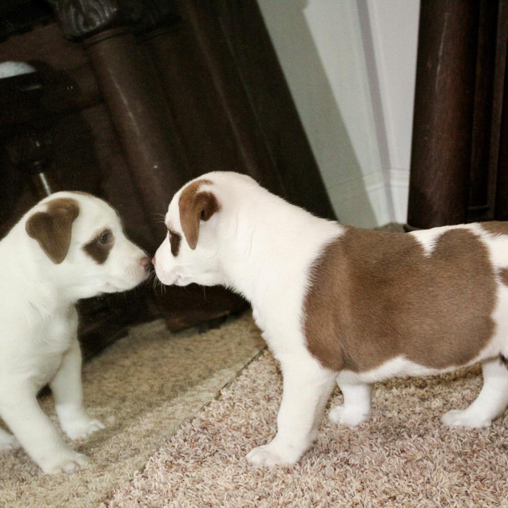 Enlarge Pepper, a Adoptable mixed breed in La Grange, KY image 4/6