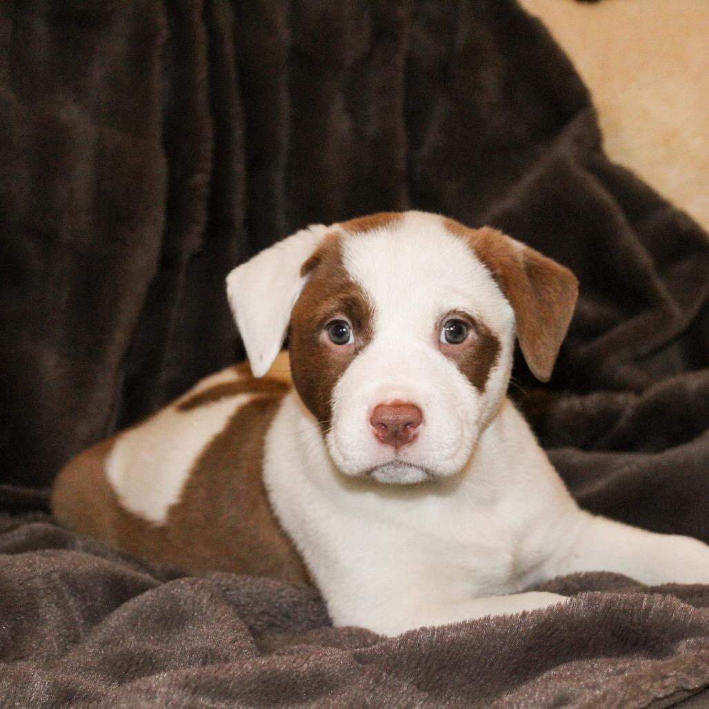 Enlarge Pepper, a Adoptable mixed breed in La Grange, KY image 5/6