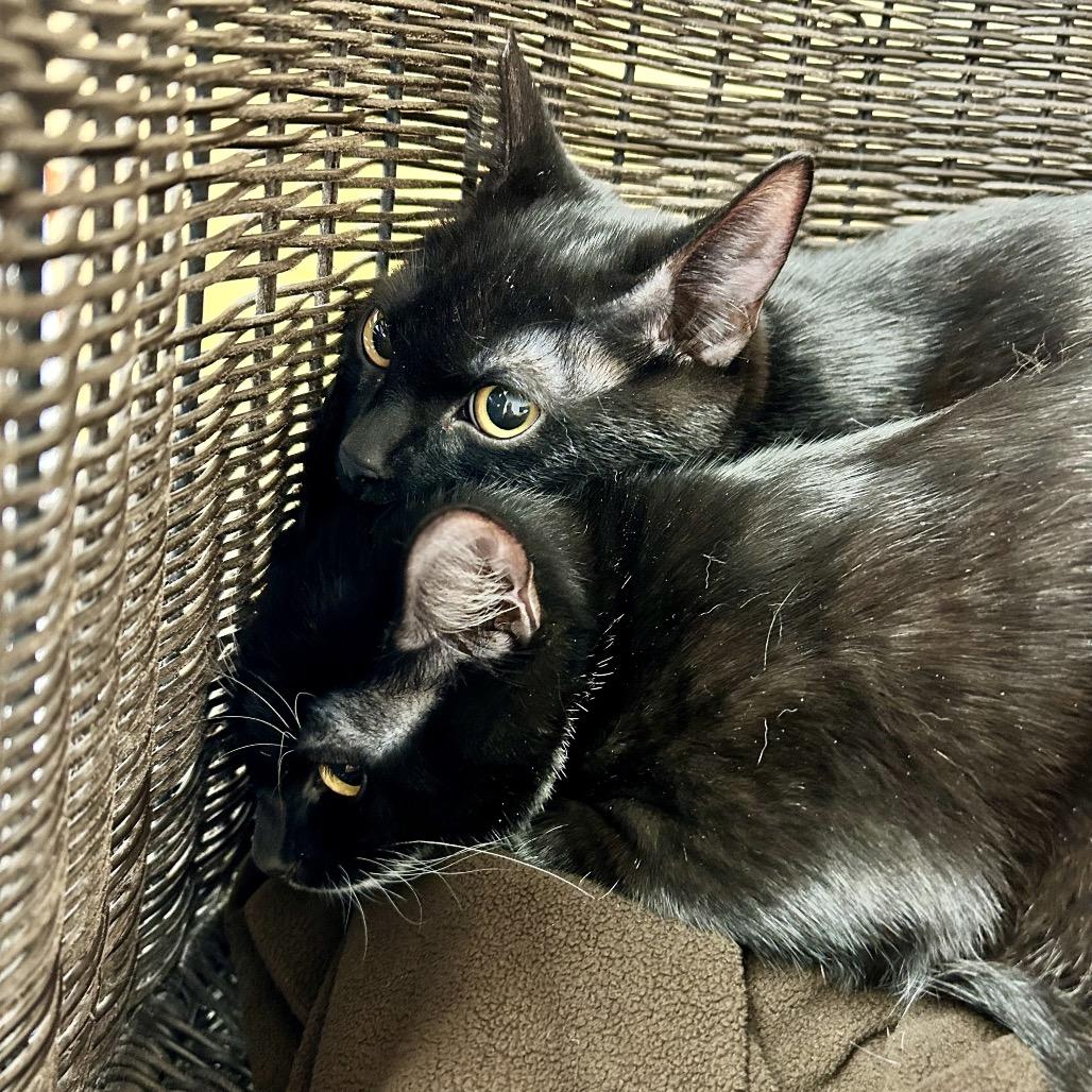 Captain Hook, Adoptable, Kitten Male Domestic Short Hair.