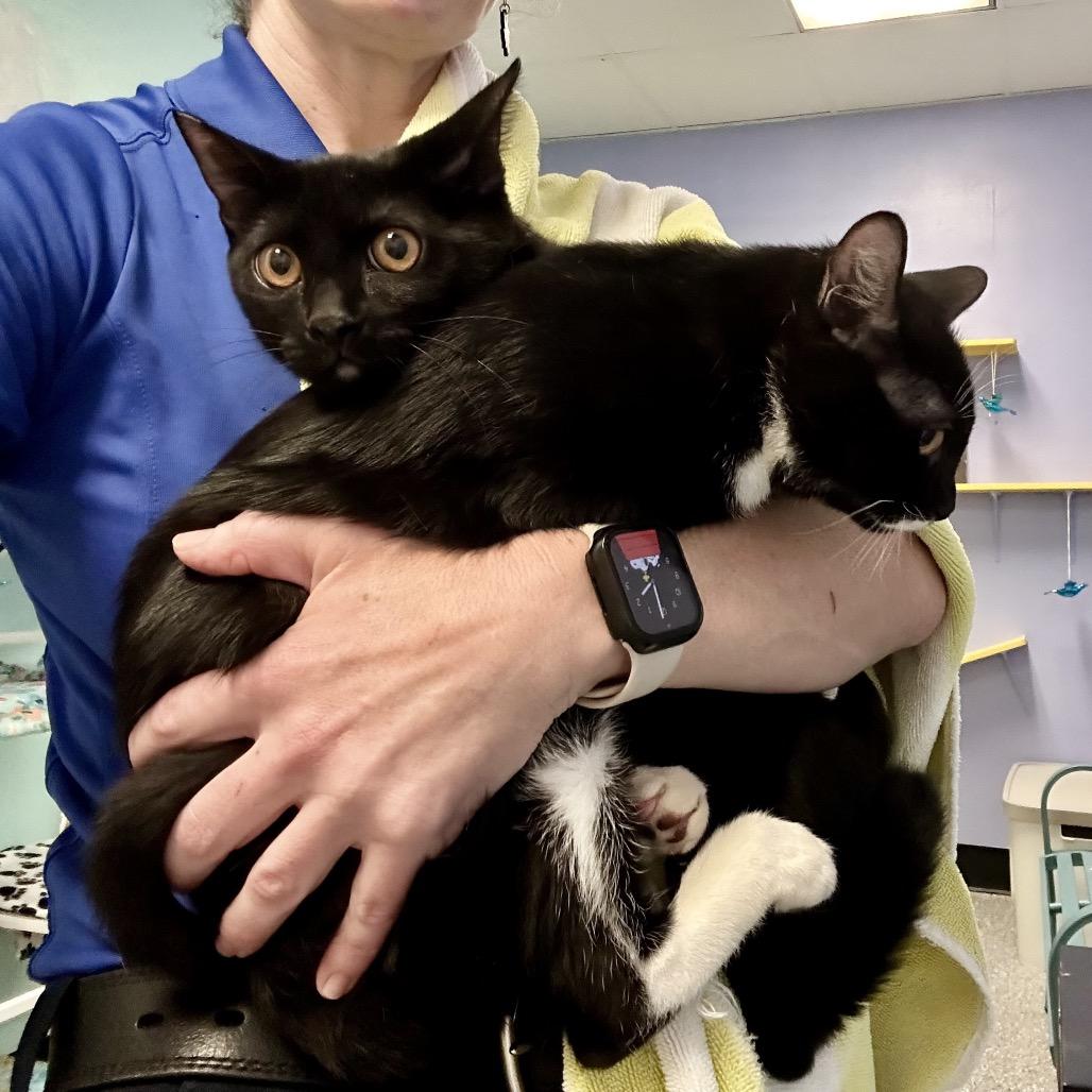 Enlarge Captain Hook, a Adoptable Domestic Short Hair in Henderson, NV image 2/5