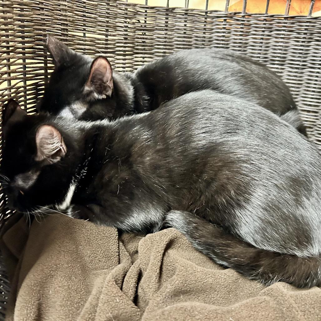 Enlarge Captain Hook, a Adoptable Domestic Short Hair in Henderson, NV image 4/5