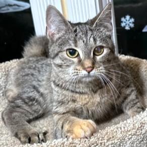 FANTASTIC FRANGELICO - BENGAL BEAUTY!, Adoptable, Kitten Female Bengal.