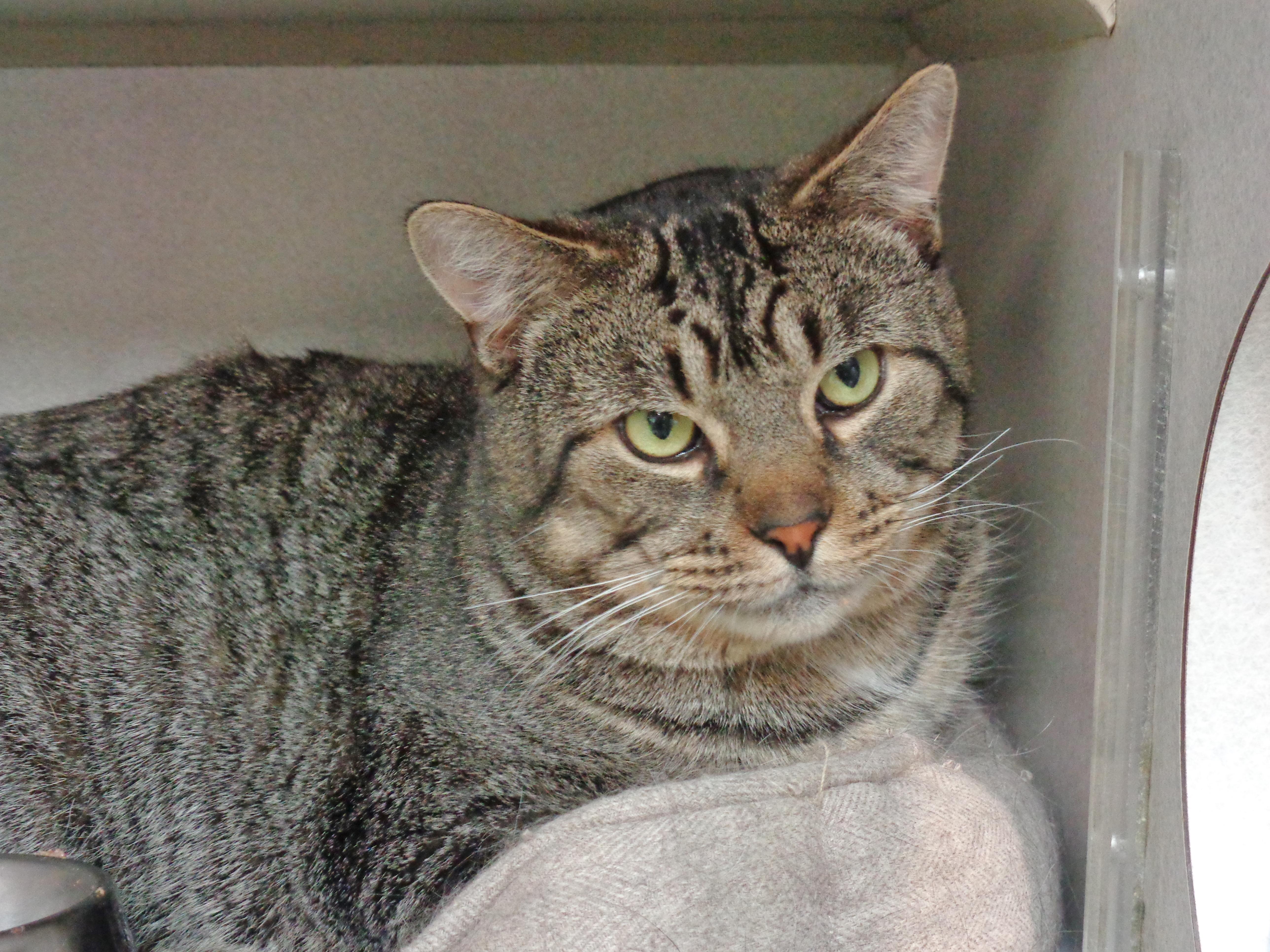 MAYNARD, a ADOPTABLE Tiger in Delhi, NY image 4/5