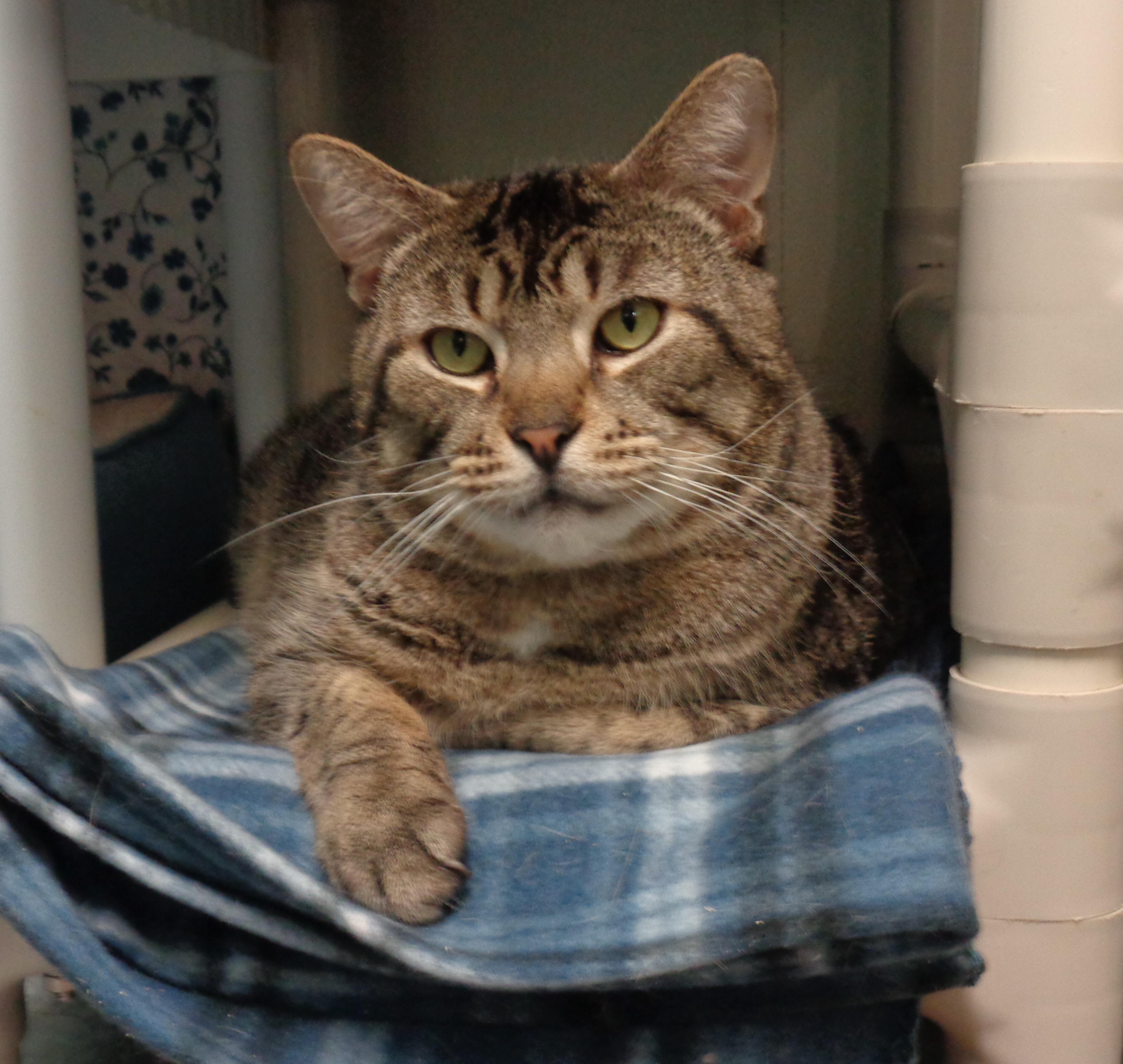 MAYNARD, ADOPTABLE, Young Male Tiger.