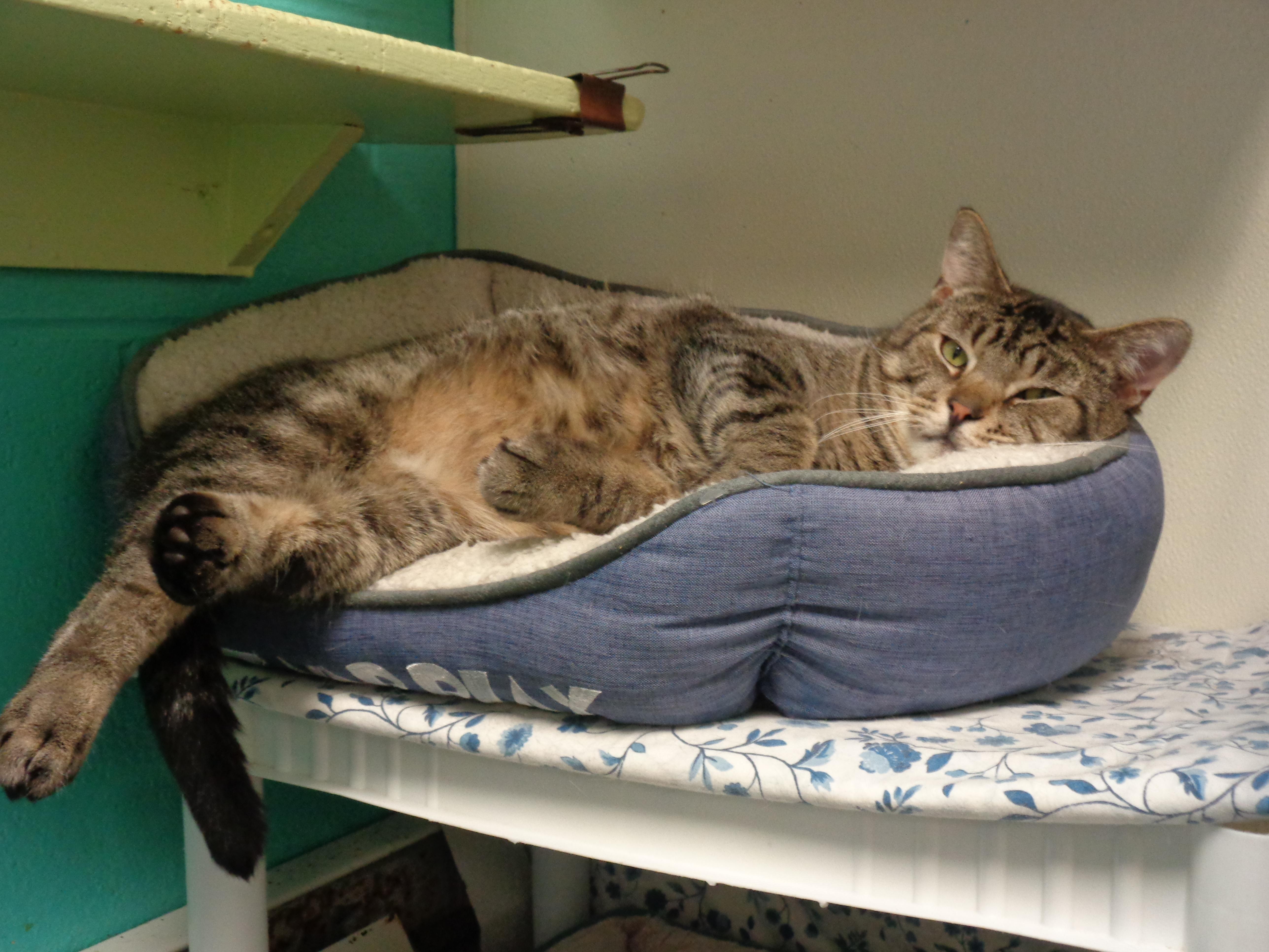 MAYNARD, a ADOPTABLE Tiger in Delhi, NY image 2/6
