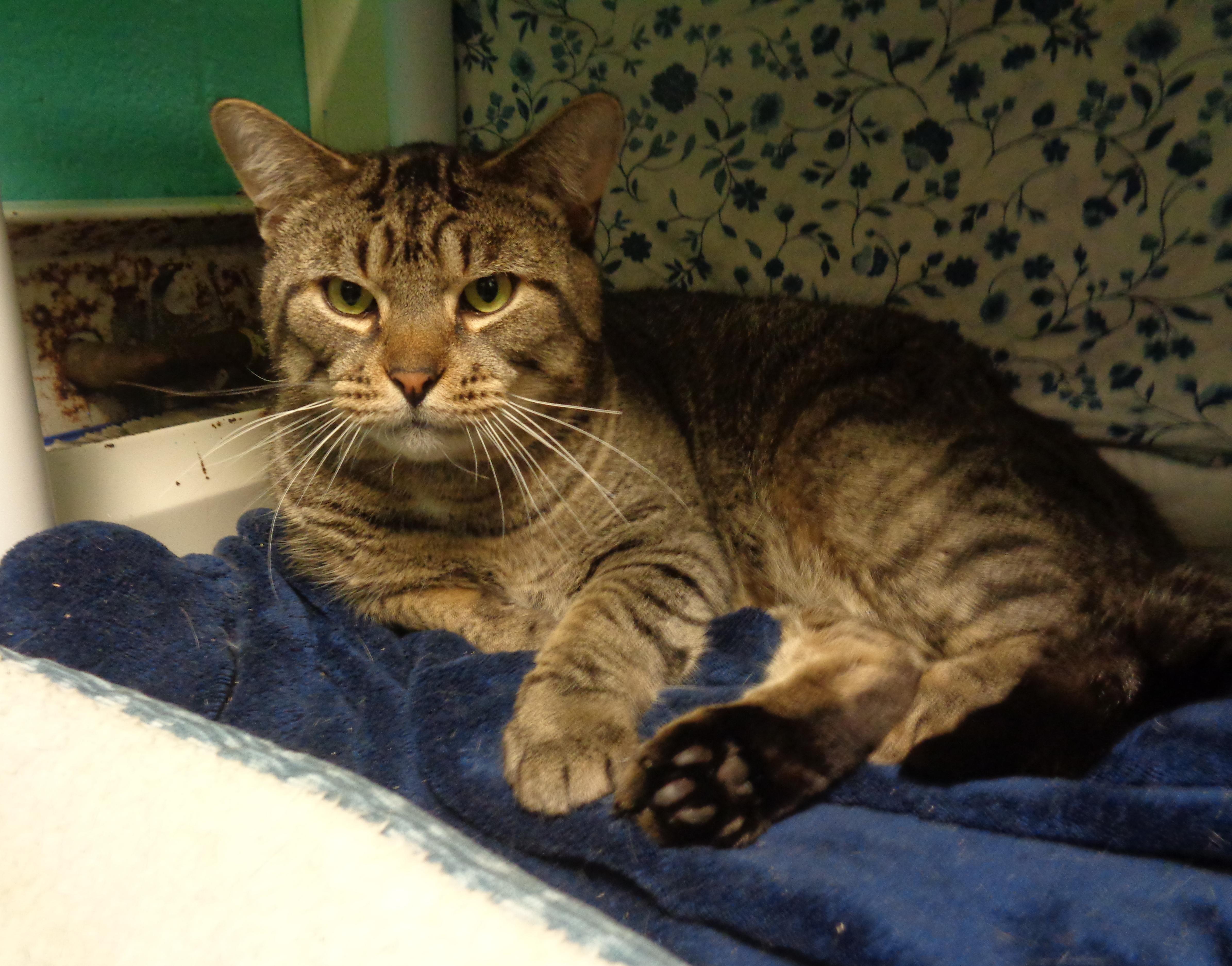 MAYNARD, a ADOPTABLE Tiger in Delhi, NY image 1/5