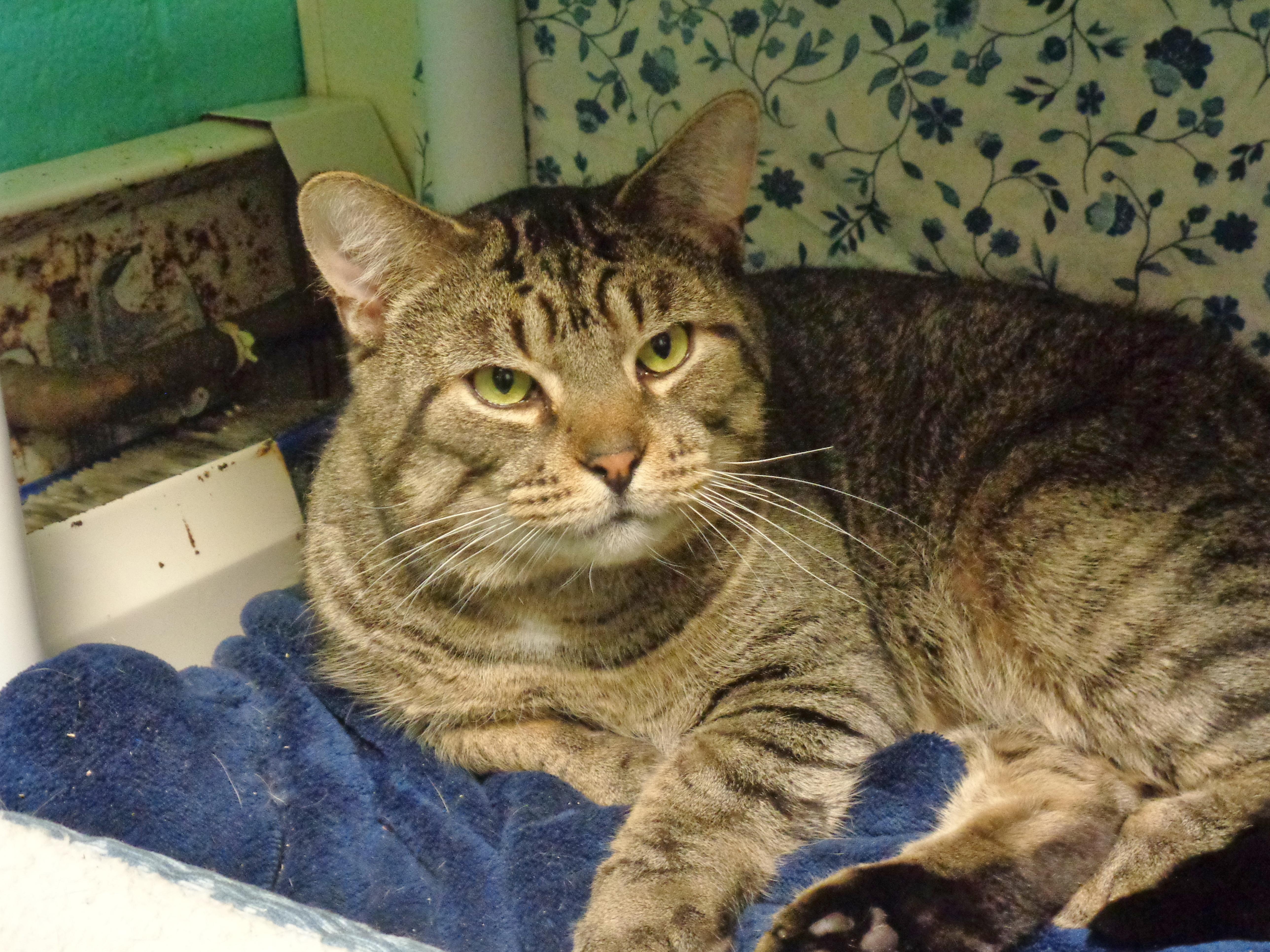 MAYNARD, a ADOPTABLE Tiger in Delhi, NY image 5/5