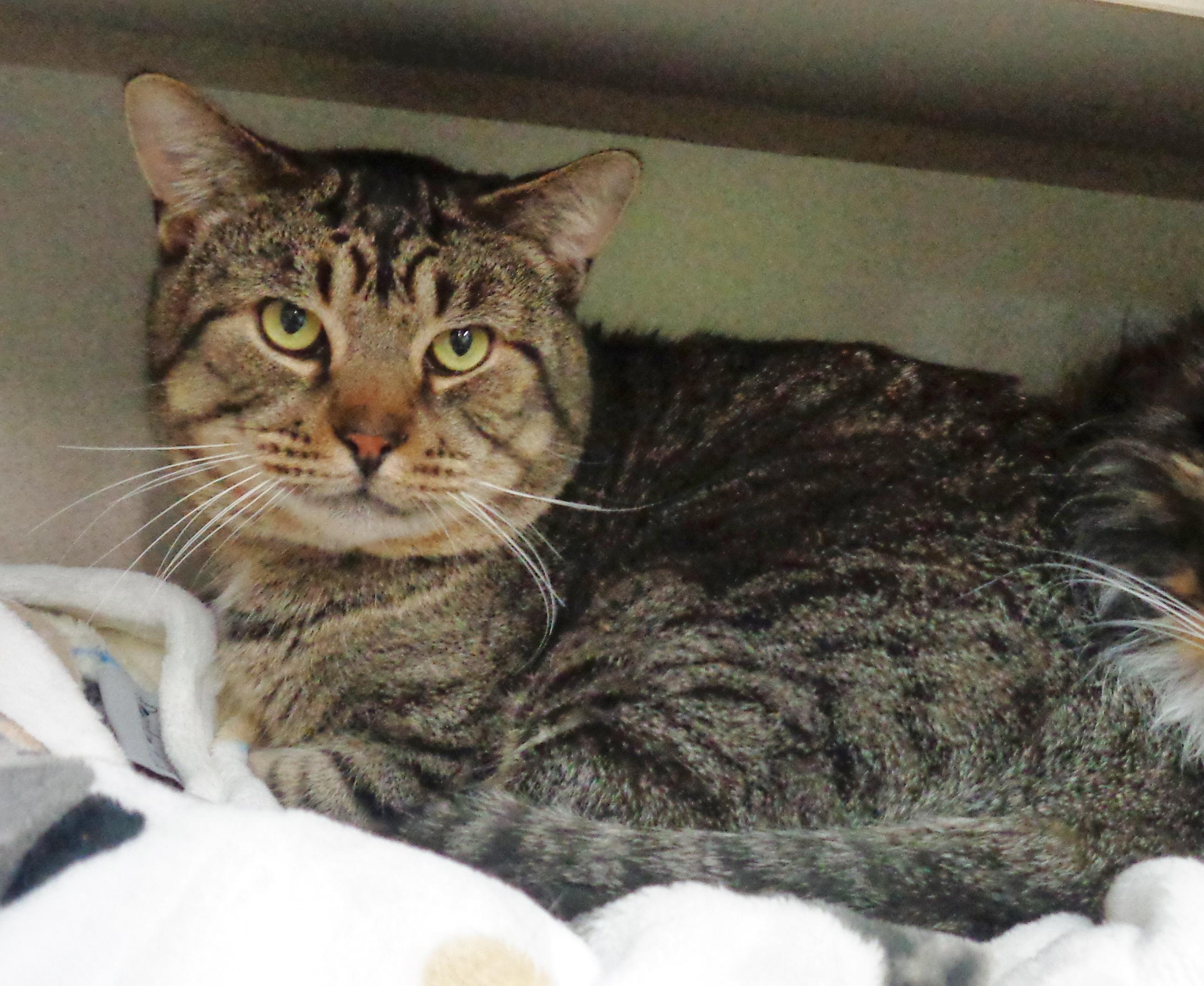 MAYNARD, a ADOPTABLE Tiger in Delhi, NY image 2/5