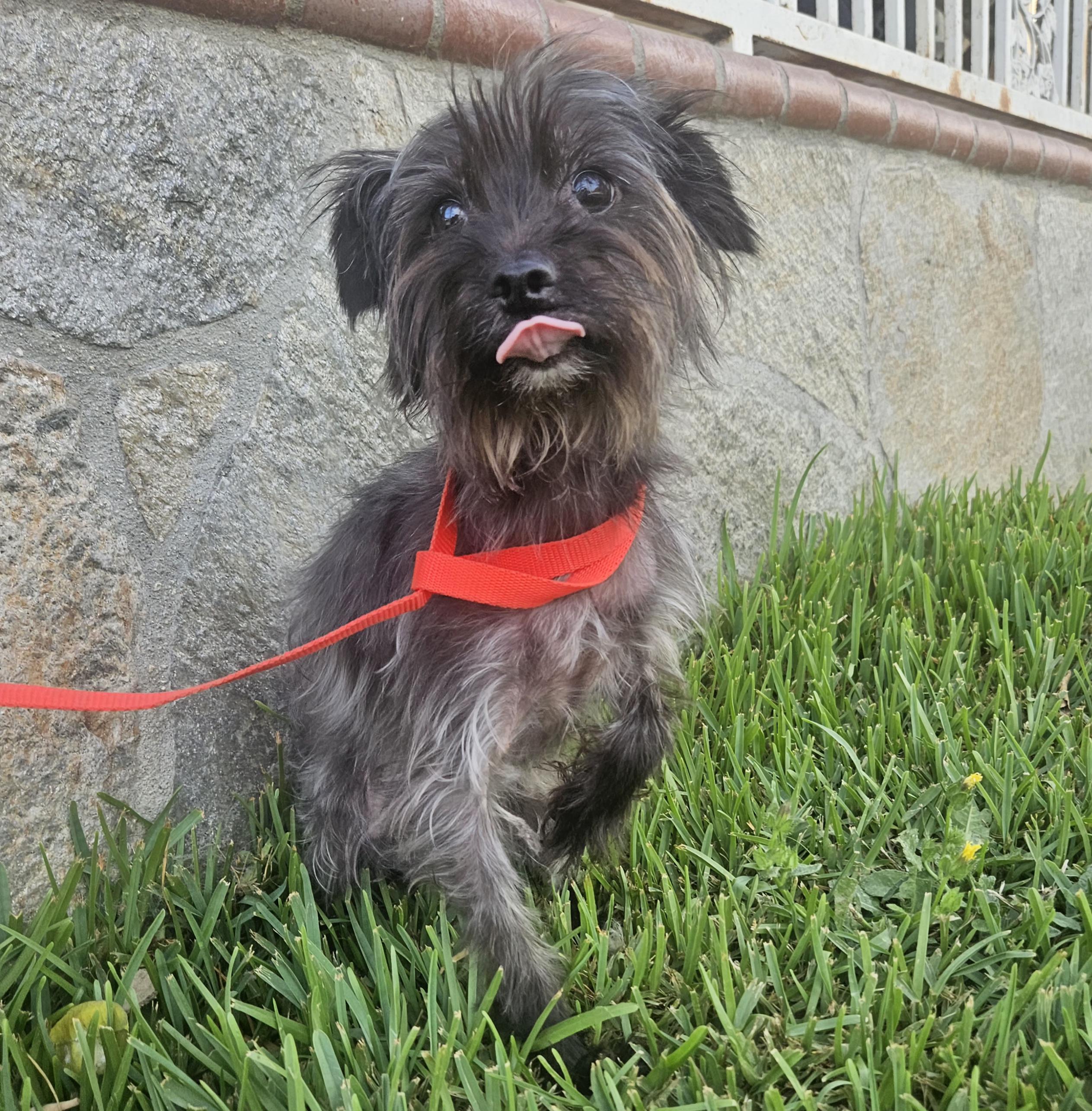 Candy Yorkshire Terrier Dog