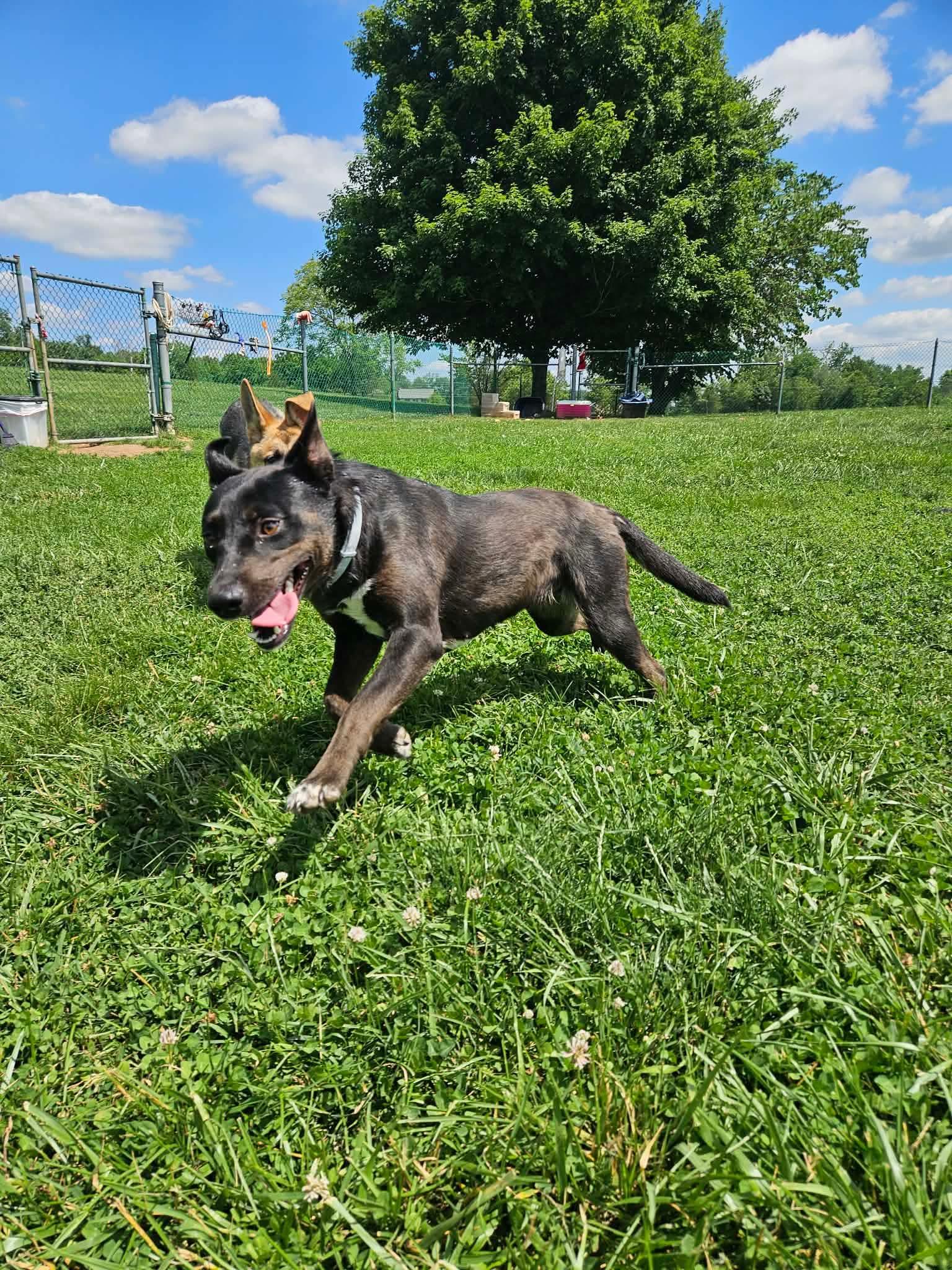 Cable, ADOPTABLE, Young Female Cattle Dog.