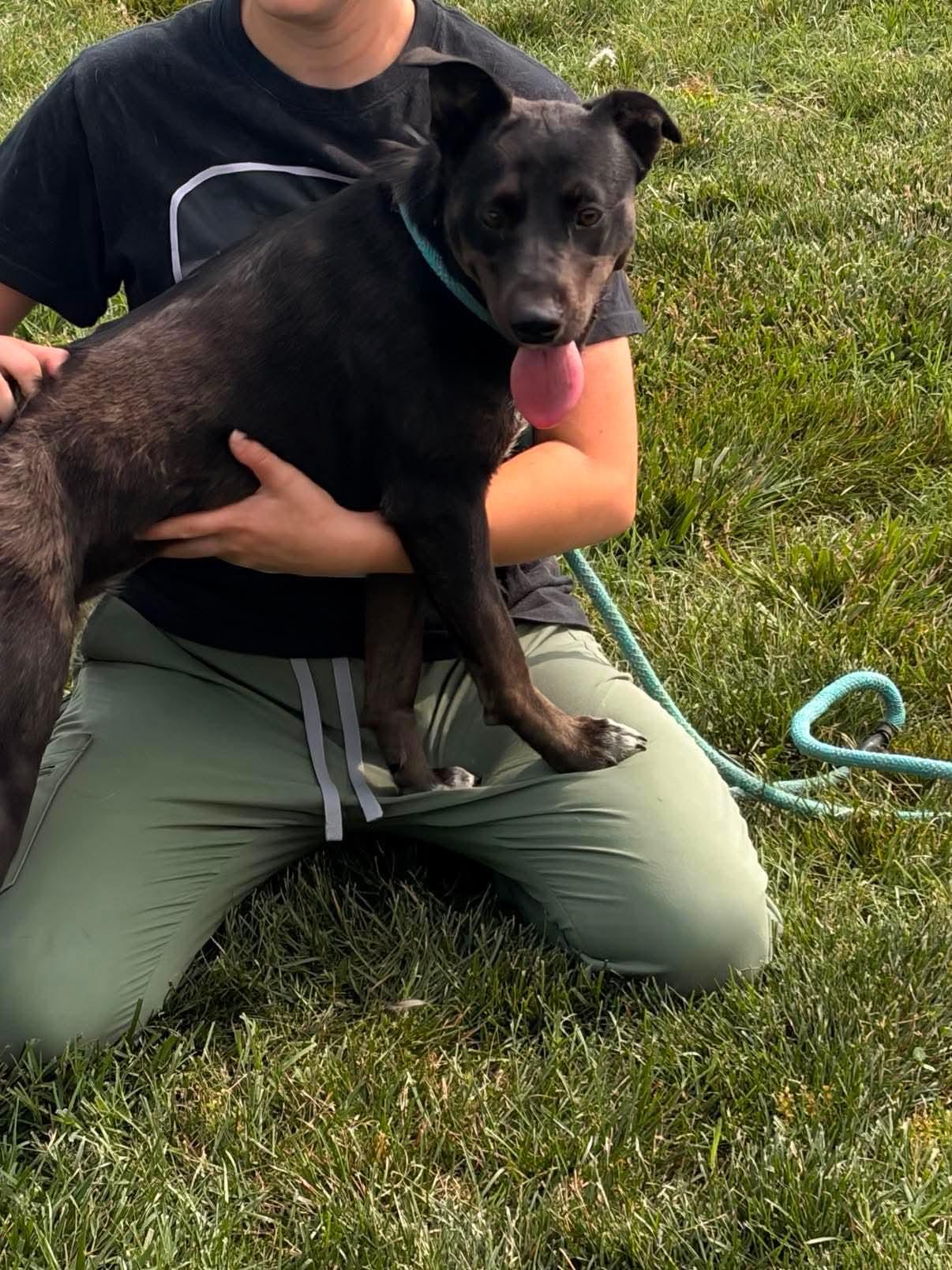 Cable, a ADOPTABLE Cattle Dog in Culpeper, VA image 2/2
