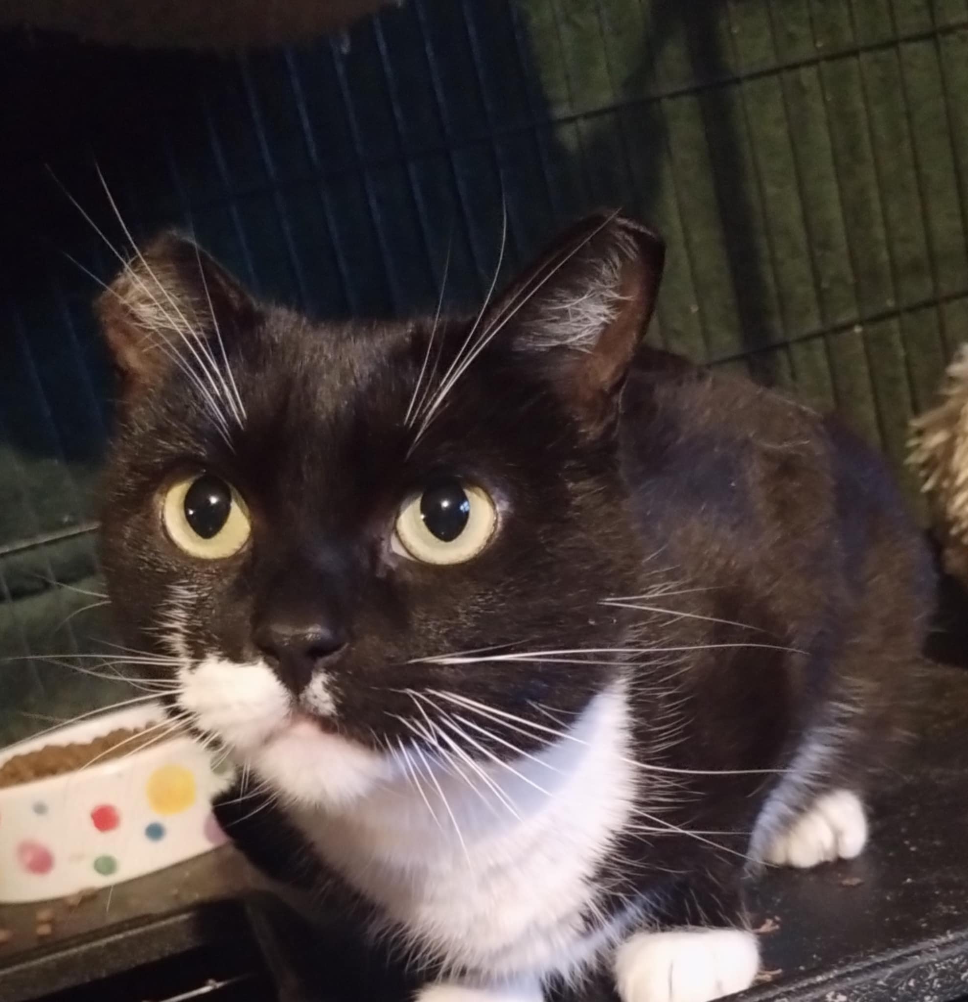 Mrs. Howell, a Adoptable Domestic Short Hair image 1/2