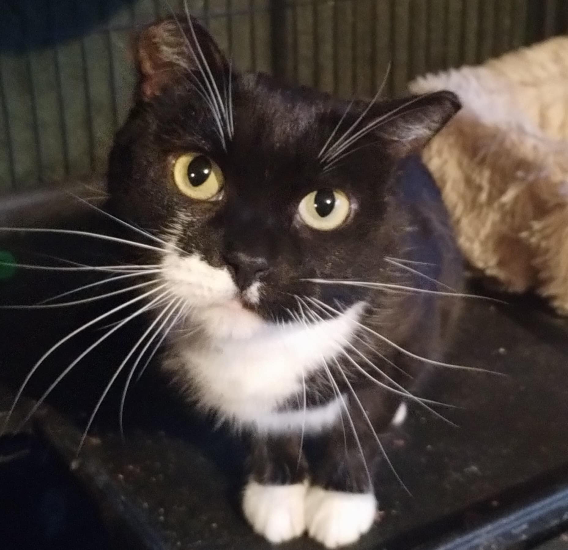 Mrs. Howell, a Adoptable Domestic Short Hair image 2/2