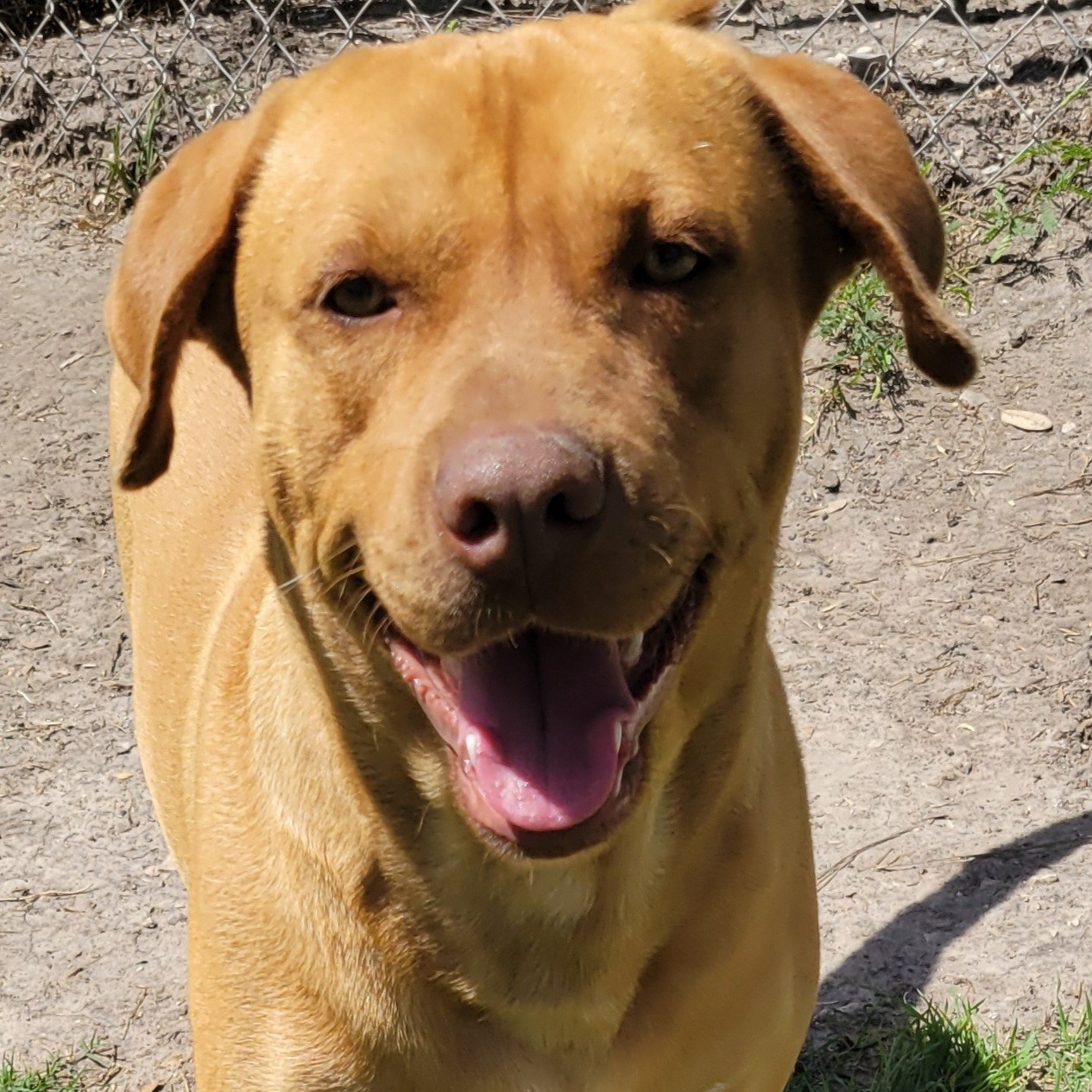 Enlarge Rex, a Adoptable mixed breed in Seguin, TX image 2/4