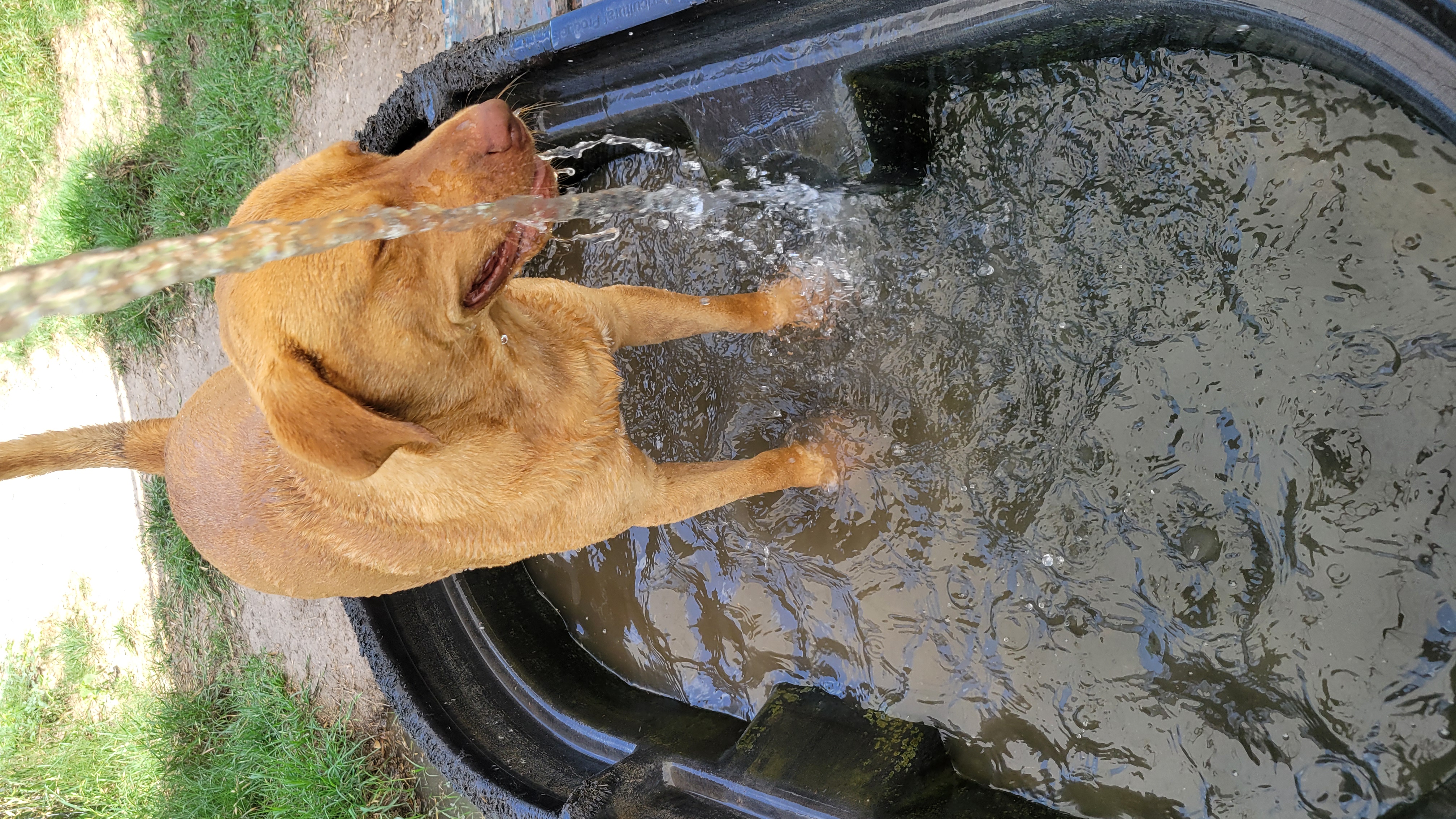Enlarge Rex, a Adoptable mixed breed in Seguin, TX image 4/4