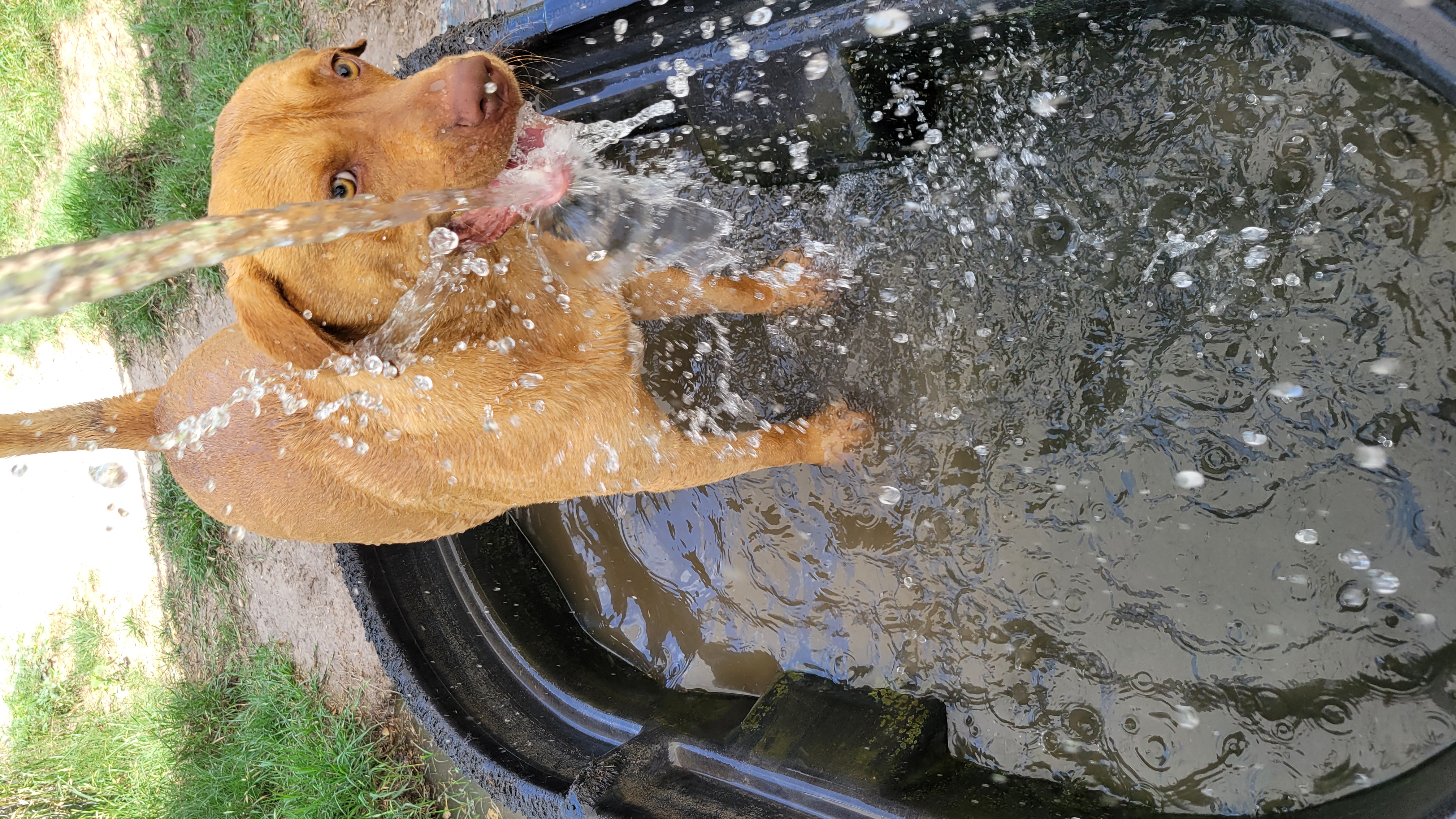 Enlarge Rex, a Adoptable mixed breed in Seguin, TX image 1/4