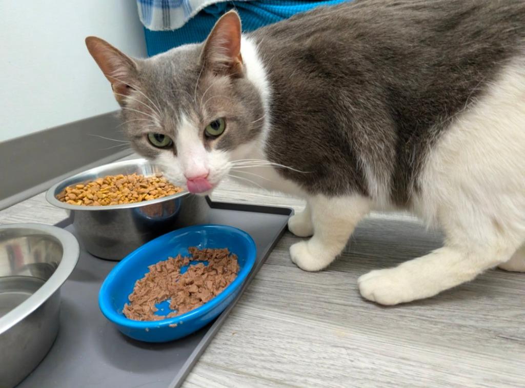 Marshall, Adoptable, Adult Male Domestic Short Hair.