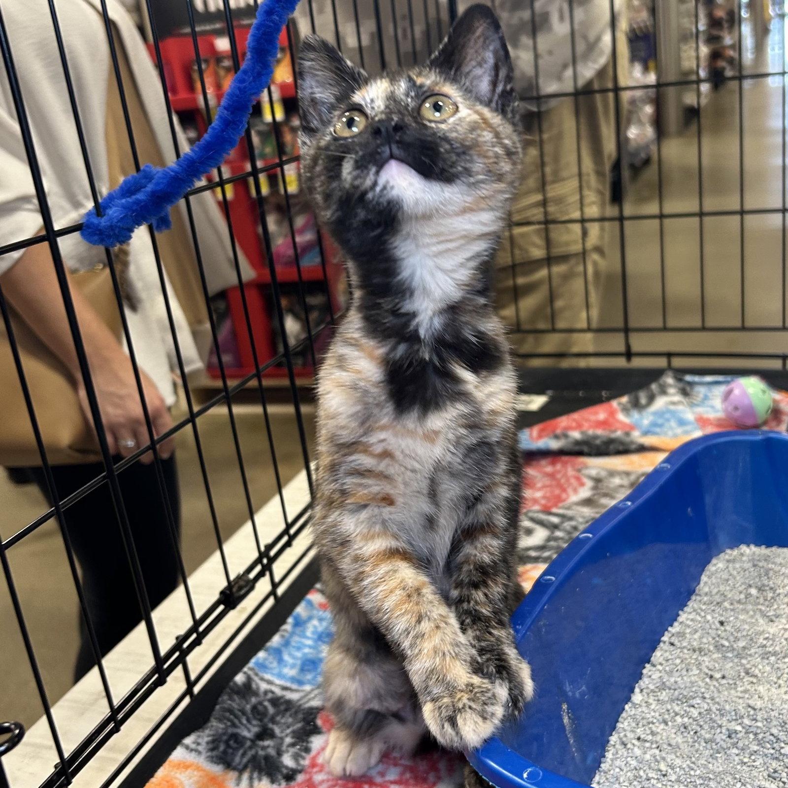 Rico, Adopted, Kitten Female Tortoiseshell & Domestic Short Hair.
