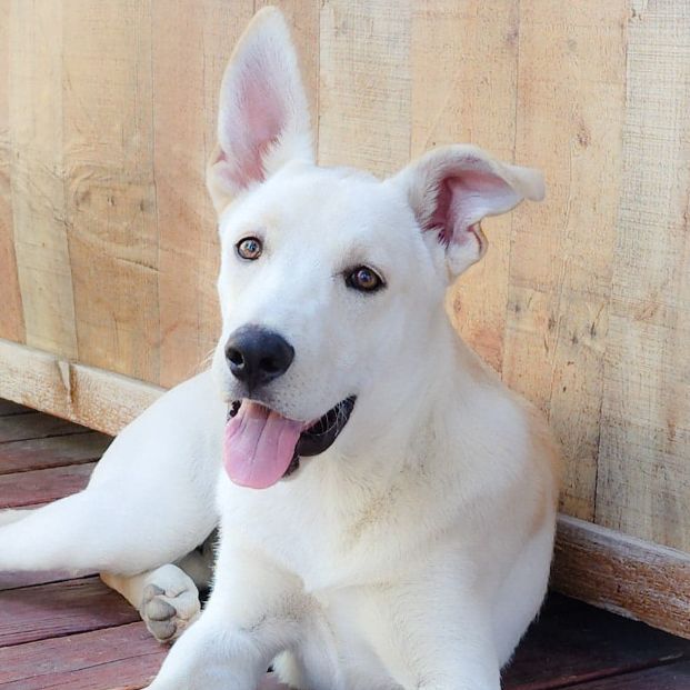 Garth, an adoptable Shepherd, Great Dane in Tehachapi, CA, 93581 | Photo Image 2
