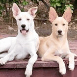 Garth, an adoptable Shepherd, Great Dane in Tehachapi, CA, 93581 | Photo Image 3
