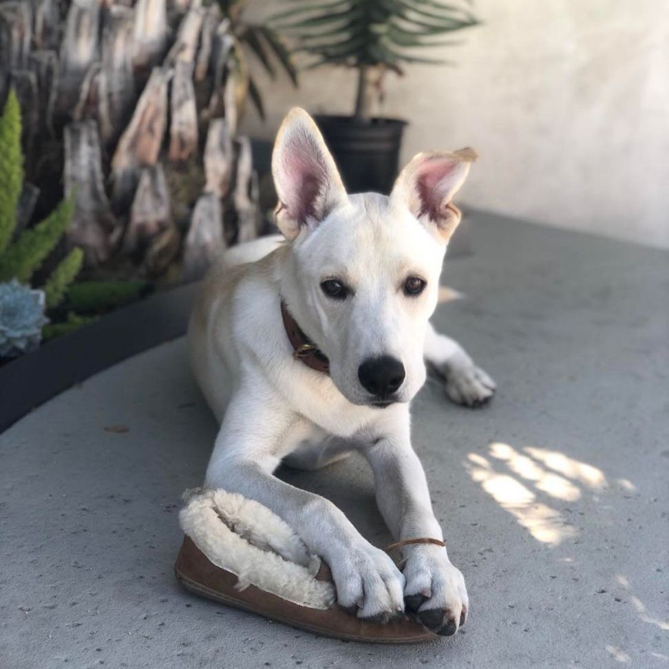 Garth, an adoptable Shepherd, Great Dane in Tehachapi, CA, 93581 | Photo Image 4