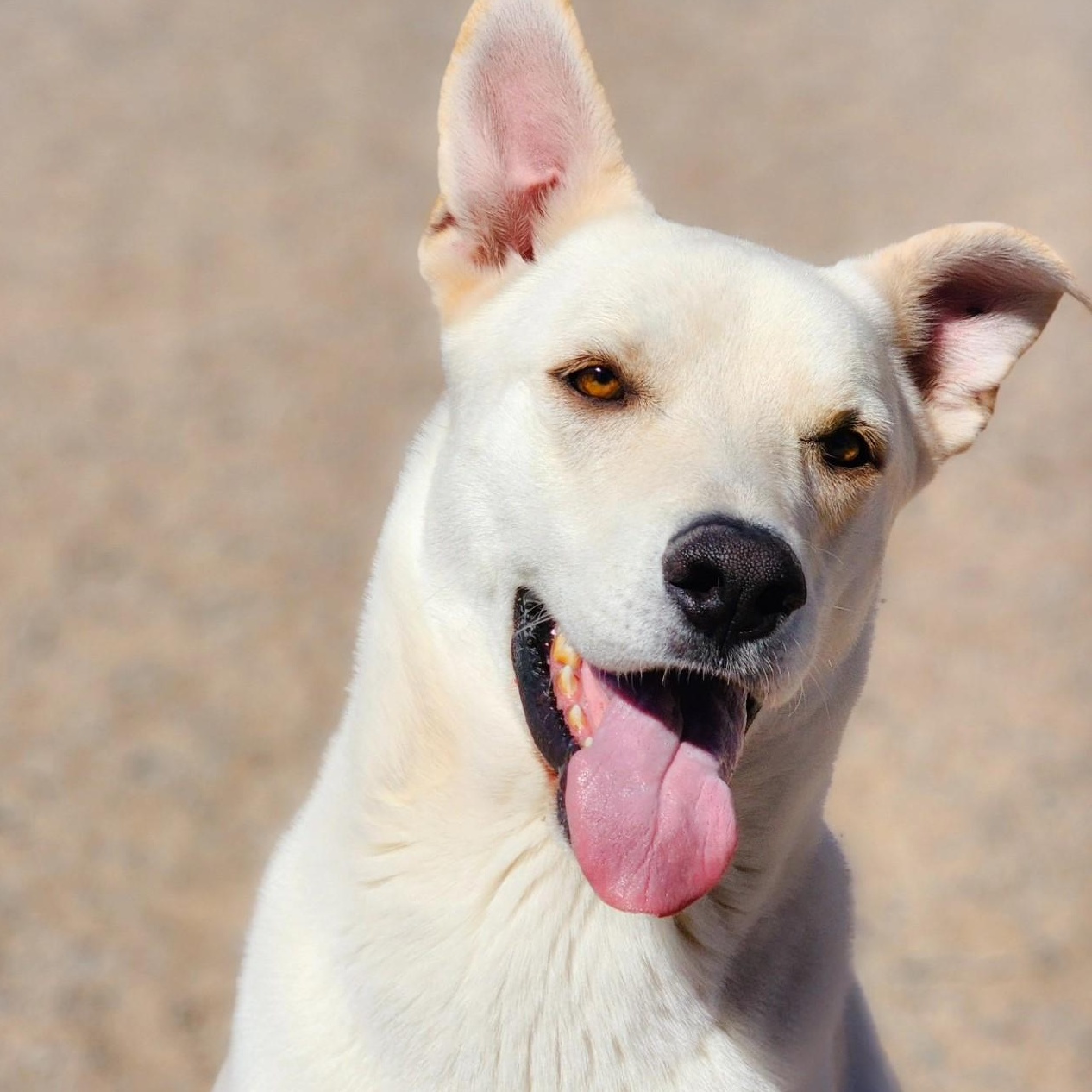 Enlarge Garth, a Adoptable mixed breed in Tehachapi, CA image 1/5