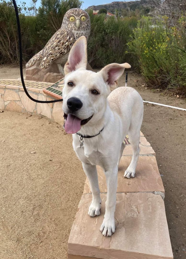 Enlarge Garth, a Adoptable mixed breed in Tehachapi, CA image 5/5